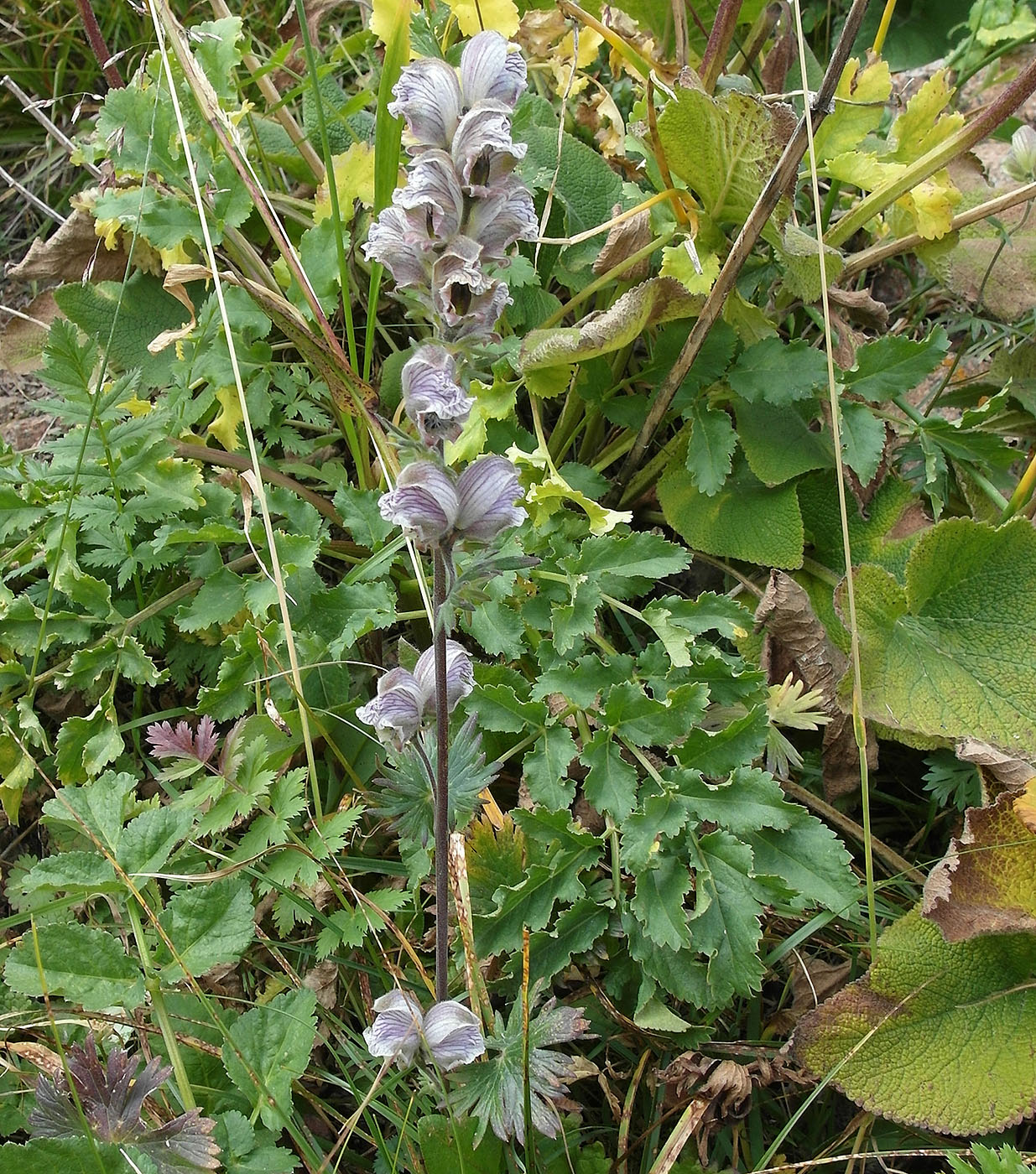 Image of Aconitum rotundifolium specimen.