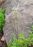 familia Apiaceae