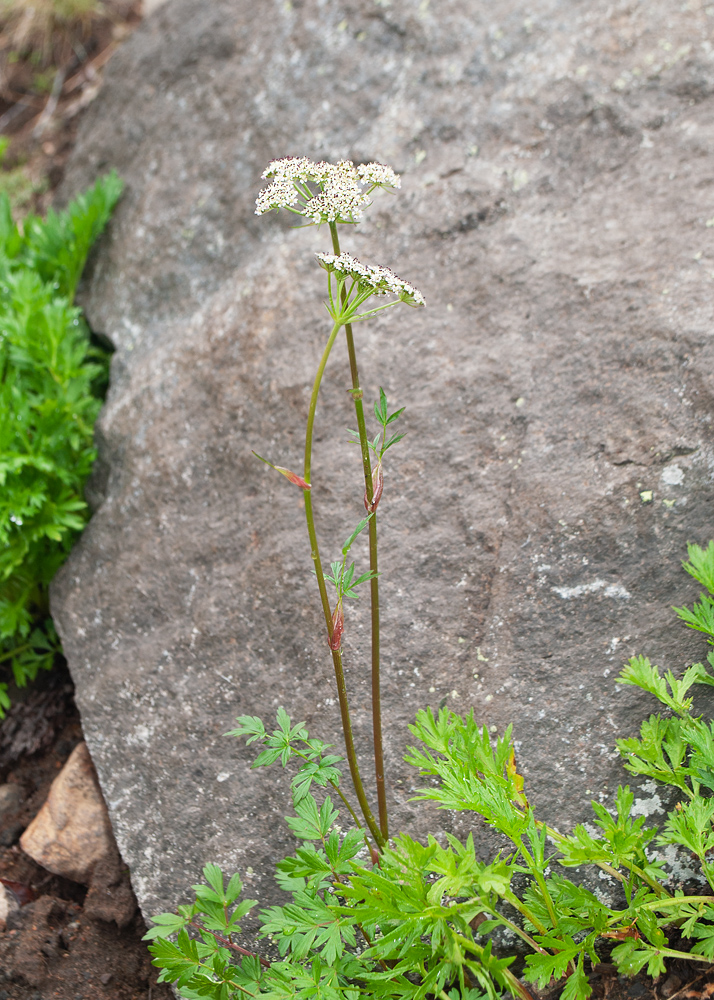 Изображение особи семейство Apiaceae.