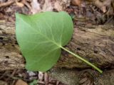 Hedera helix. Лист (абаксиальная сторона). Крым, Южный Берег, подсохшее русло р. Алака (Сотера). 30.05.2024.