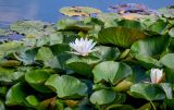 Nymphaea × marliacea