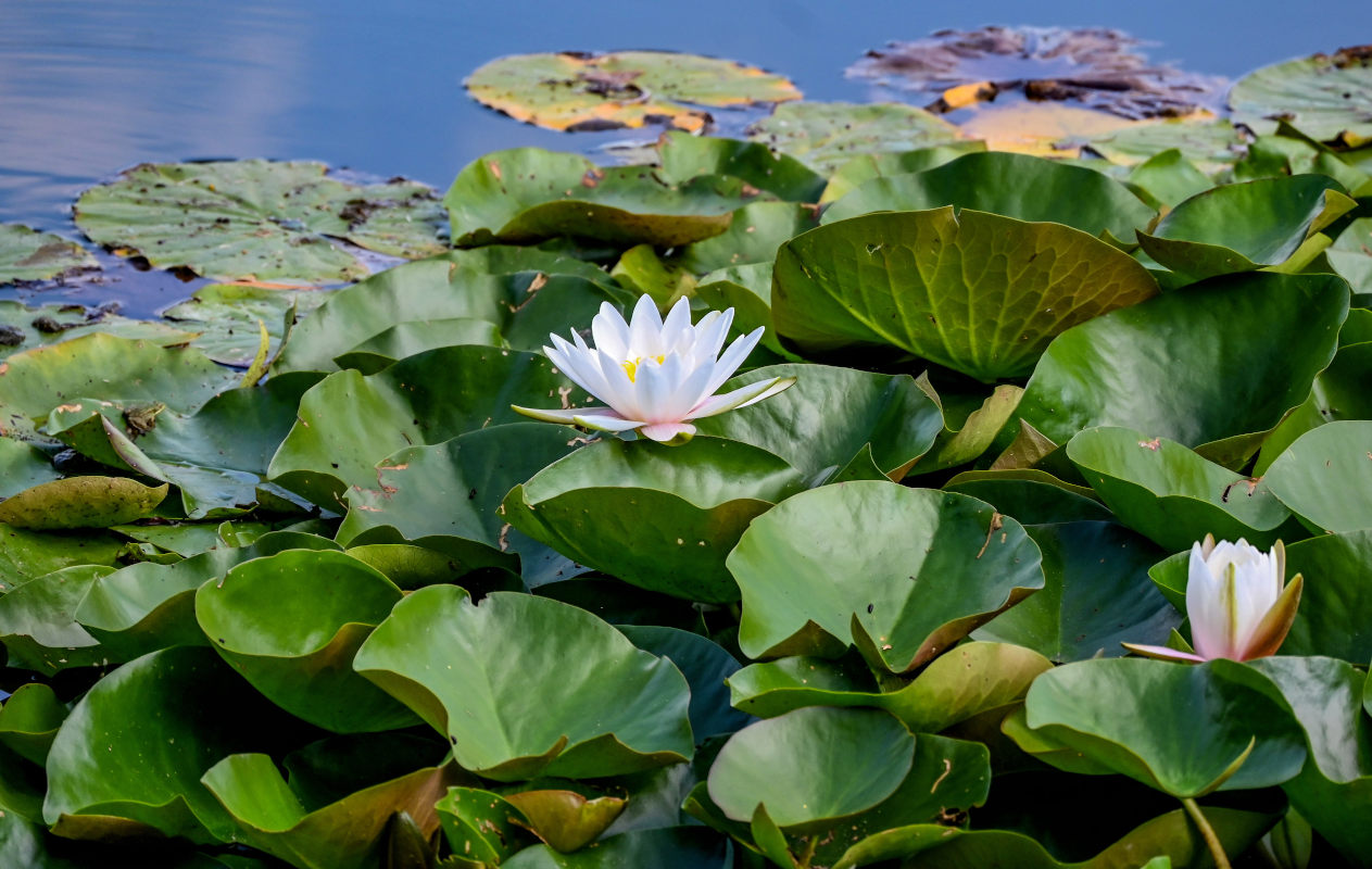 Изображение особи Nymphaea &times; marliacea.