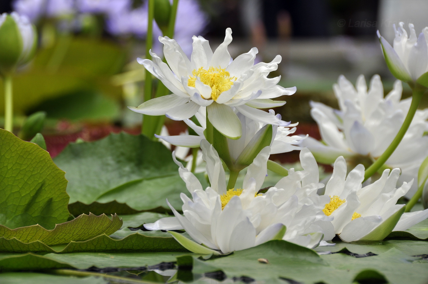 Image of genus Nymphaea specimen.