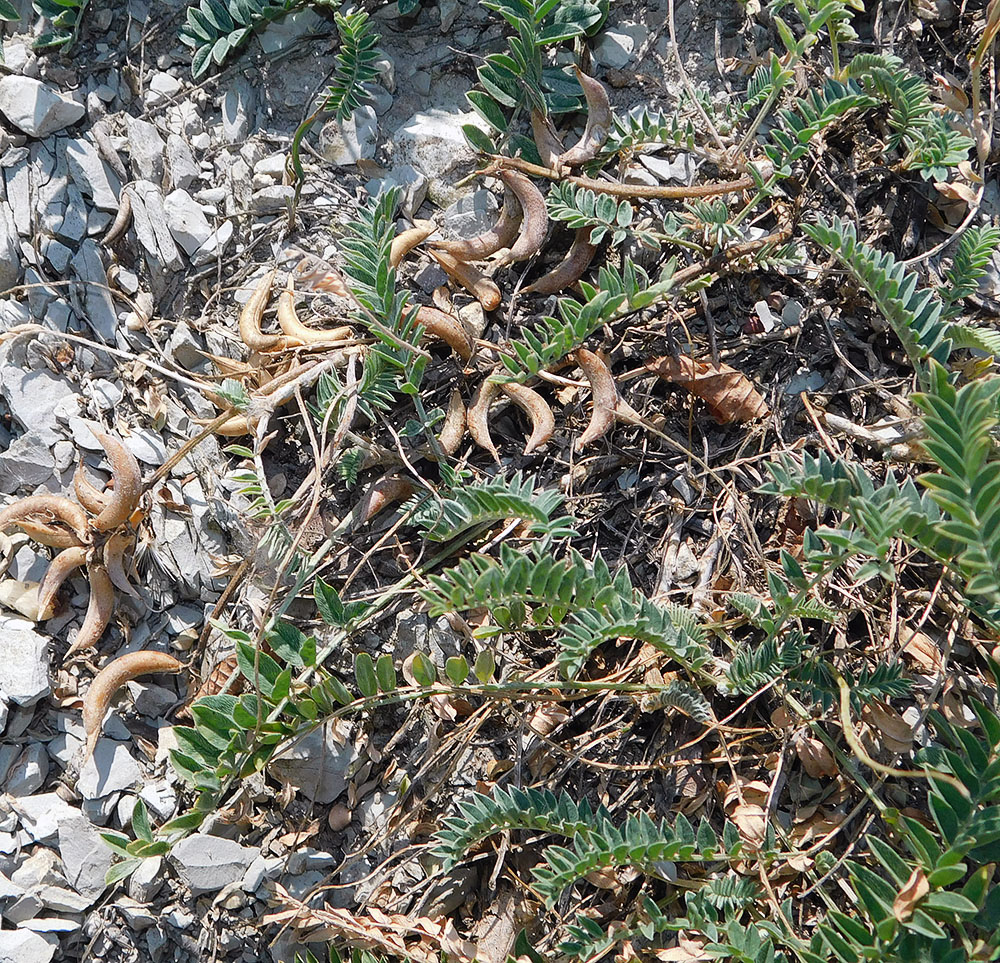 Image of Astragalus resupinatus specimen.