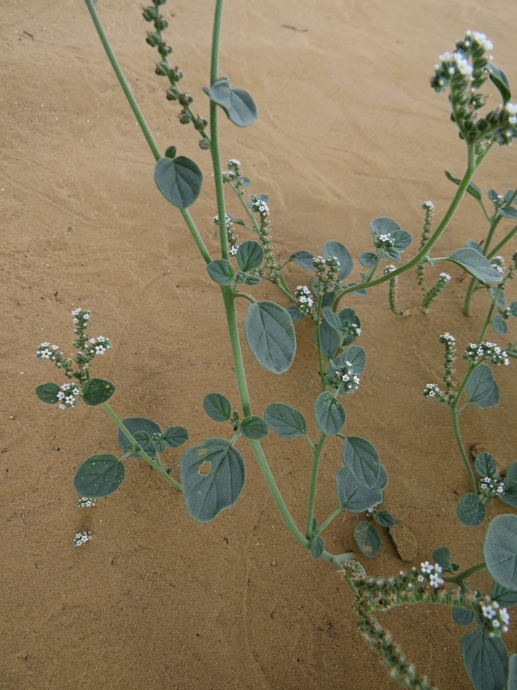 Изображение особи Heliotropium suaveolens.