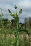 Sonchus asper