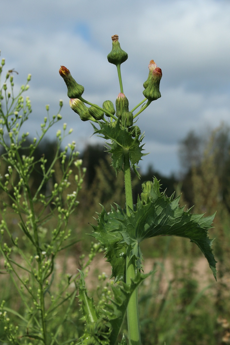 Image of Sonchus asper specimen.