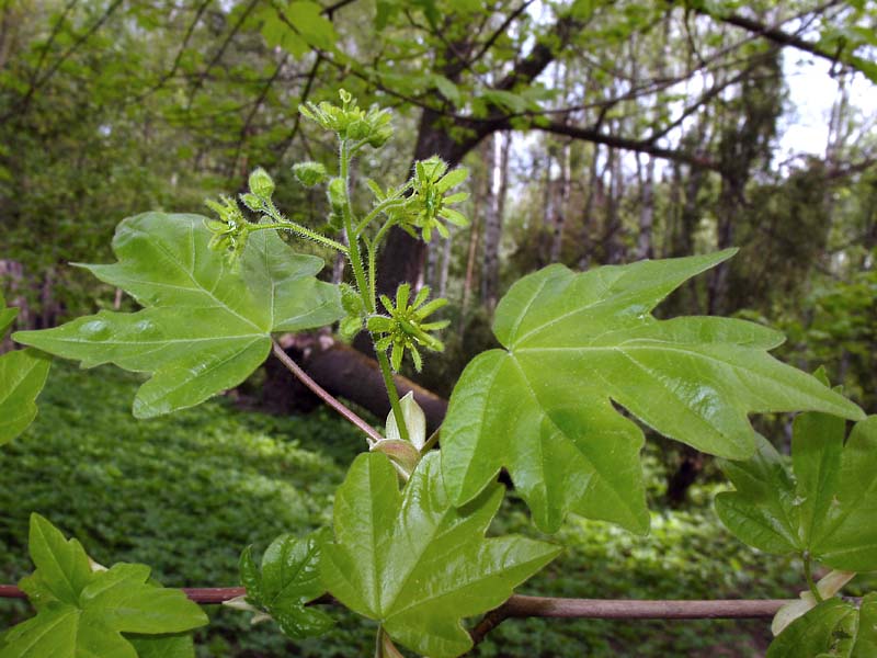 Image of Acer campestre specimen.