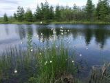 Смотреть изображение Eriophorum brachyantherum