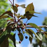 View full-size image Malus × moerlandsii