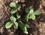 Potentilla norvegica