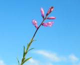 View full-size image genus Polygala