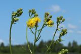 Смотреть изображение Crepis biennis