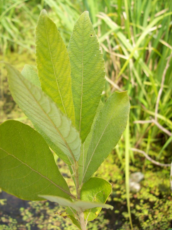 Image of Salix cinerea specimen.