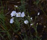 View full-size image Cerastium arvense