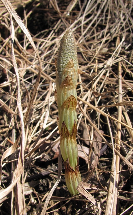 Image of Equisetum sylvaticum specimen.