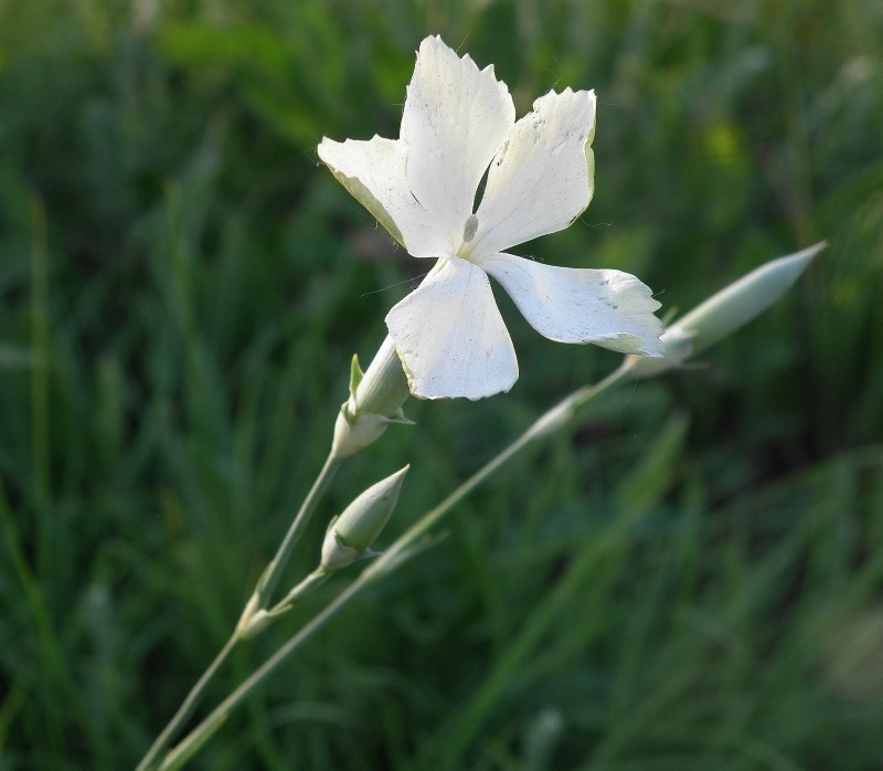 Изображение особи Dianthus elongatus.