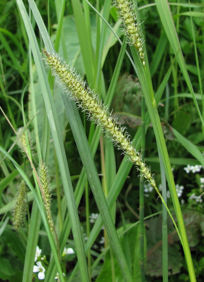 Изображение особи Carex rostrata.