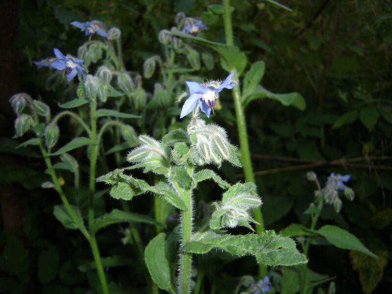 Image of Borago officinalis specimen.