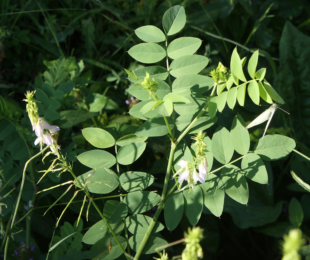 Изображение особи Galega officinalis.