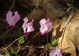 Cyclamen persicum