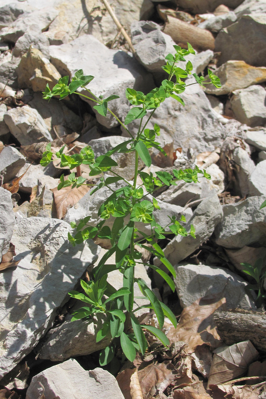 Image of Euphorbia stricta specimen.