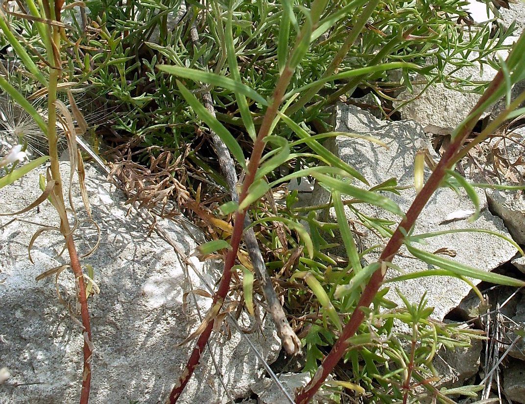 Image of Linum tenuifolium specimen.