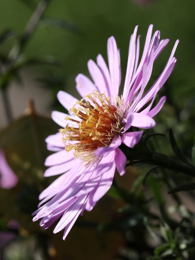 Изображение особи Symphyotrichum &times; versicolor.