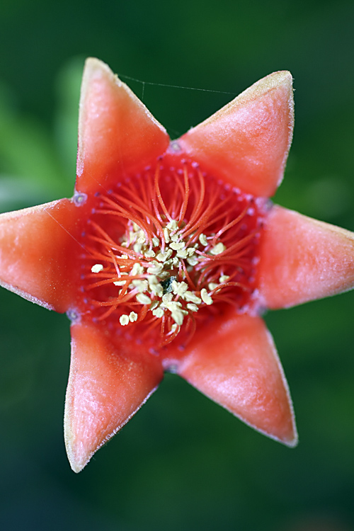 Image of Punica granatum specimen.