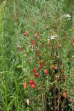 Chenopodium album. Плодоносящие растения в осенней раскраске . Московская обл., Раменский р-н, окр. дер. Хрипань, окраина поля. 08.07.2011.