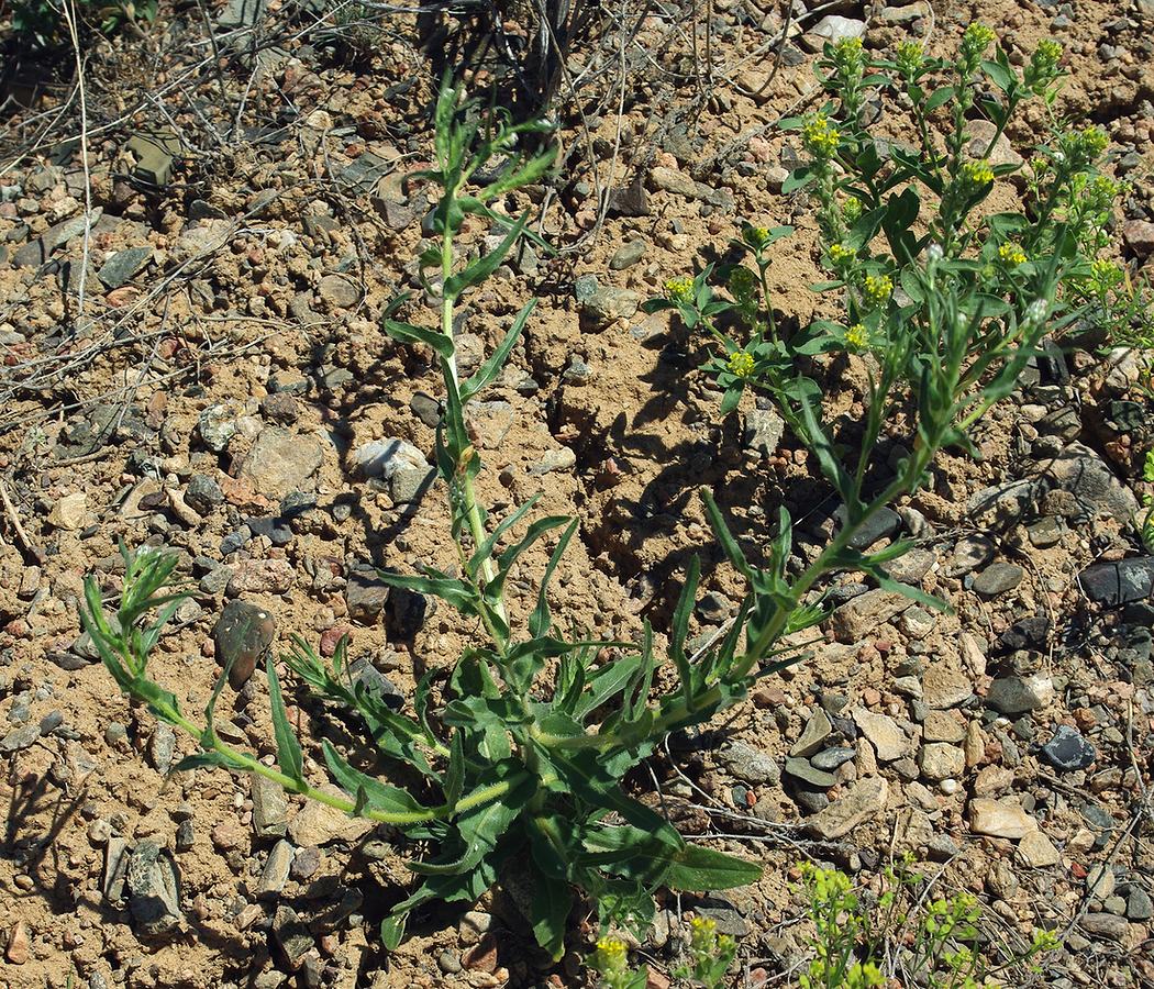 Изображение особи Alyssum dasycarpum.