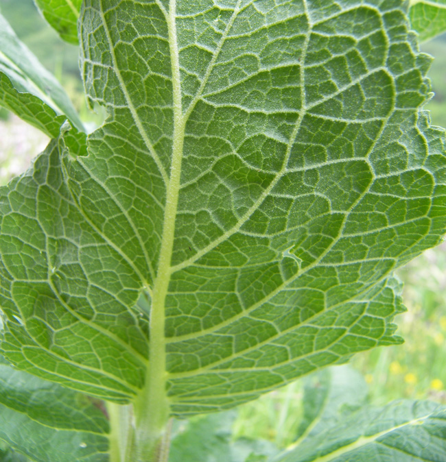 Изображение особи Verbascum lychnitis.