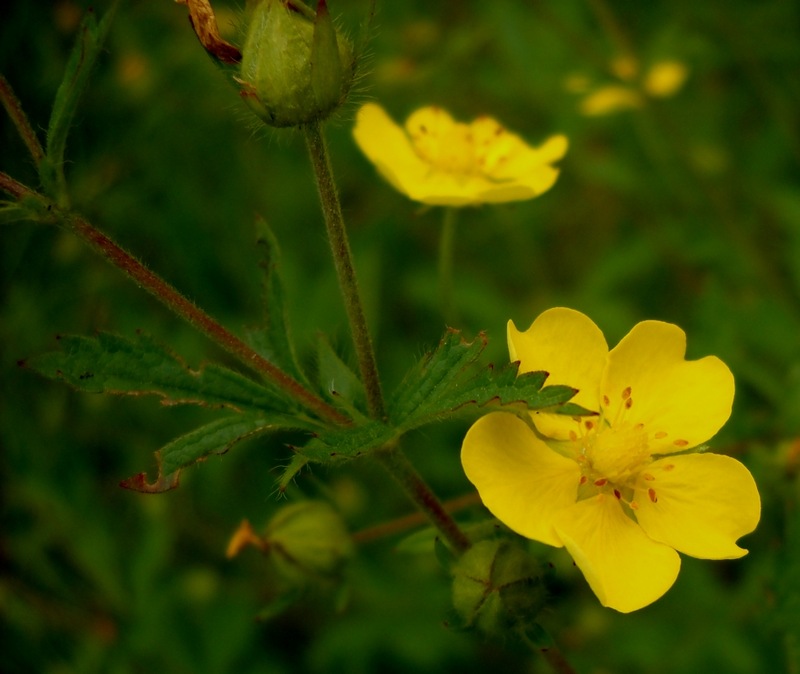 Изображение особи род Potentilla.