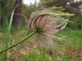 Pulsatilla pratensis