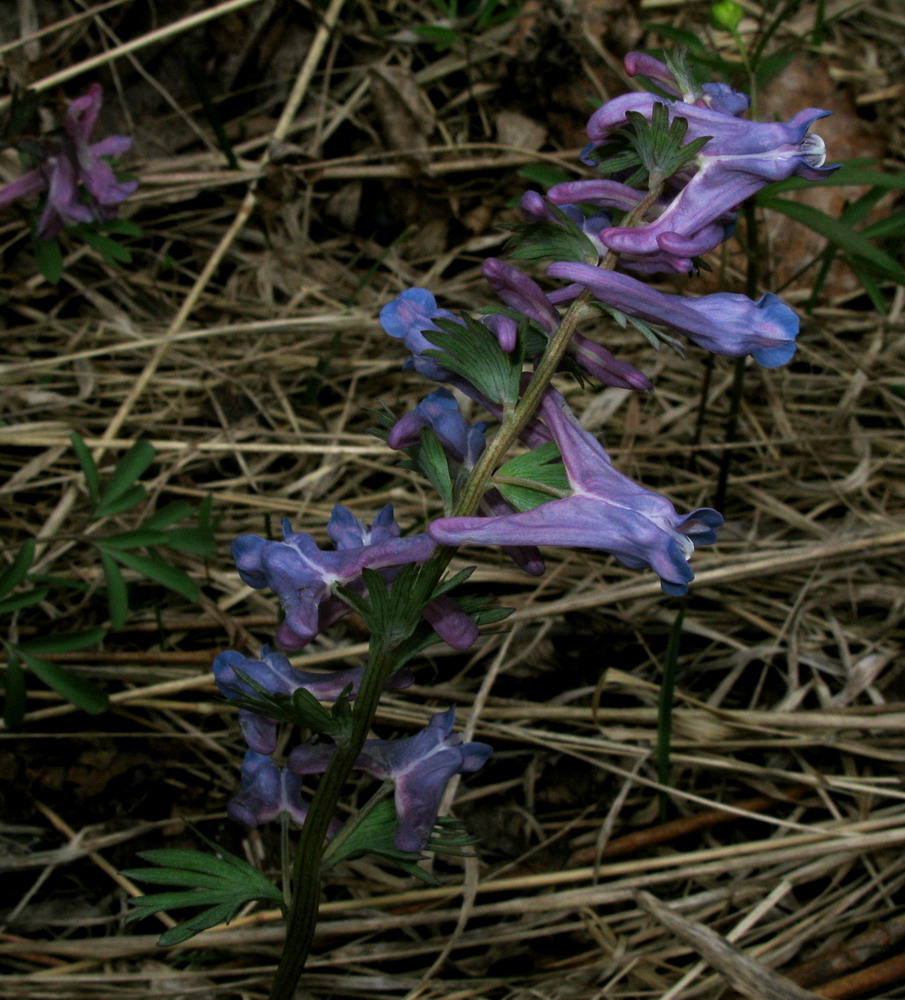 Изображение особи Corydalis subjenisseensis.