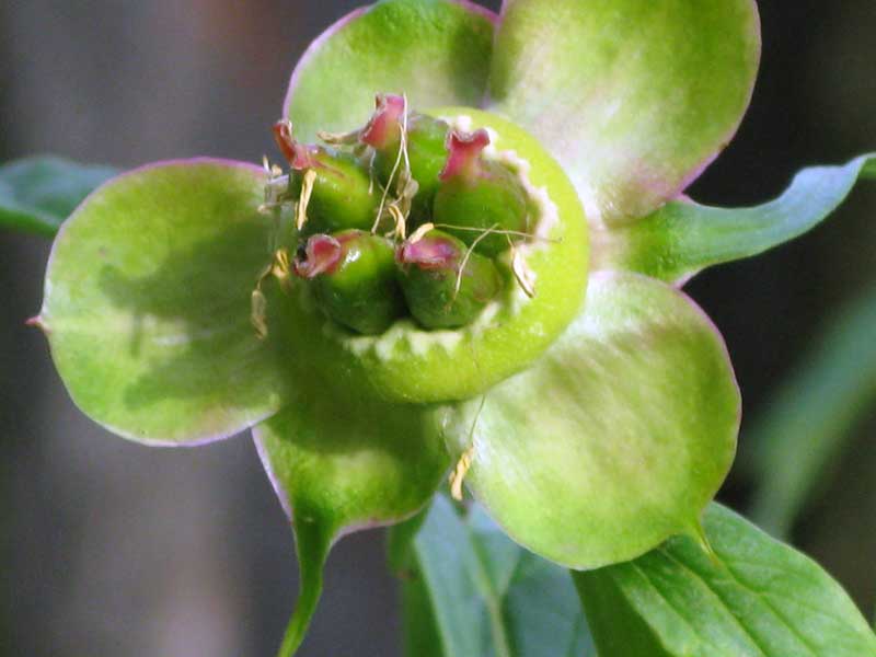 Image of Paeonia anomala specimen.