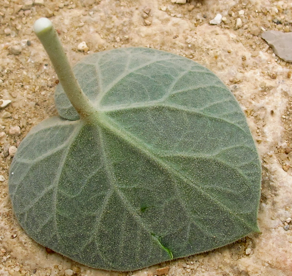 Image of Pergularia tomentosa specimen.