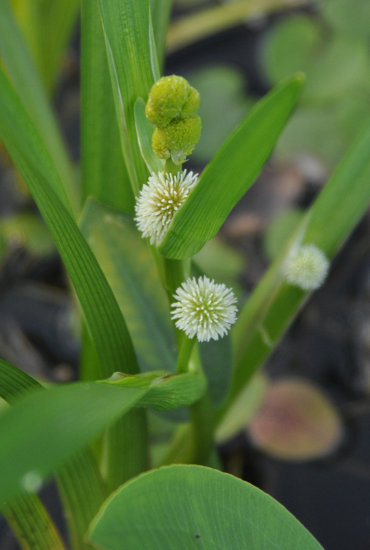 Image of Sparganium emersum specimen.