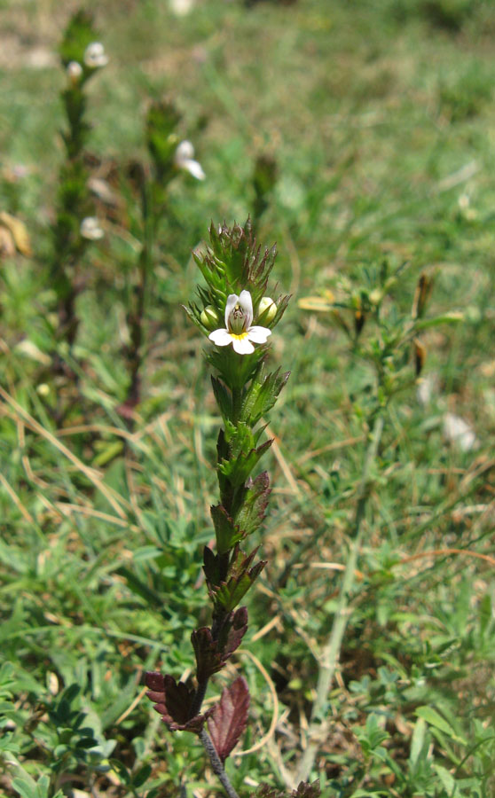 Изображение особи Euphrasia taurica.