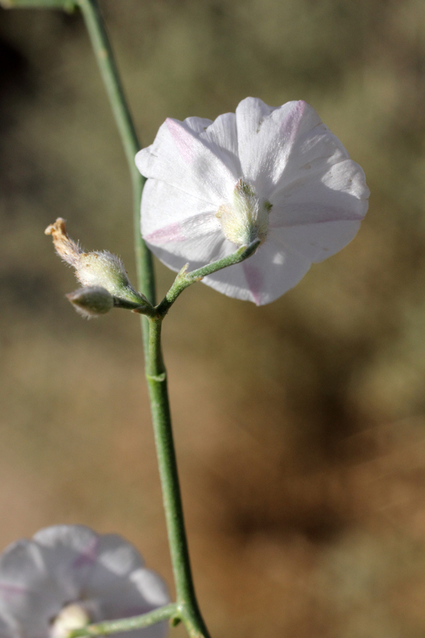 Image of Convolvulus hamadae specimen.