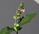 Symphoricarpos albus variety laevigatus. Верхушка побега с соцветием. Германия, г. Кемпен, в озеленении велосипедной дорожки. 26.07.2012.