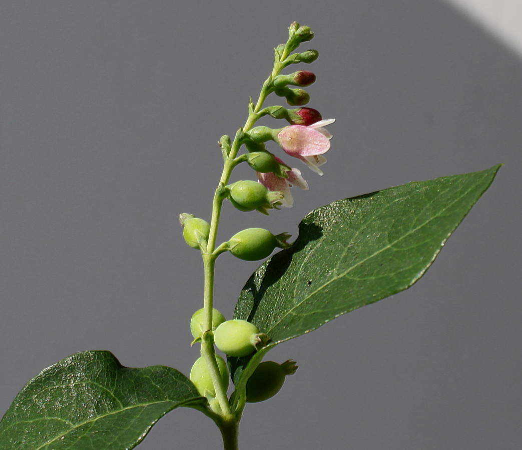 Image of Symphoricarpos albus var. laevigatus specimen.