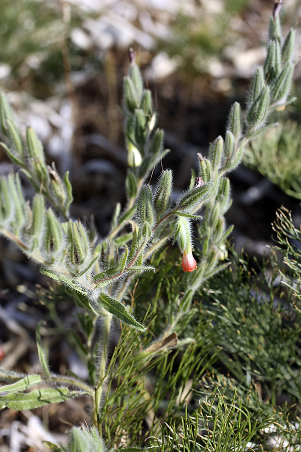 Image of Onosma dichroantha specimen.