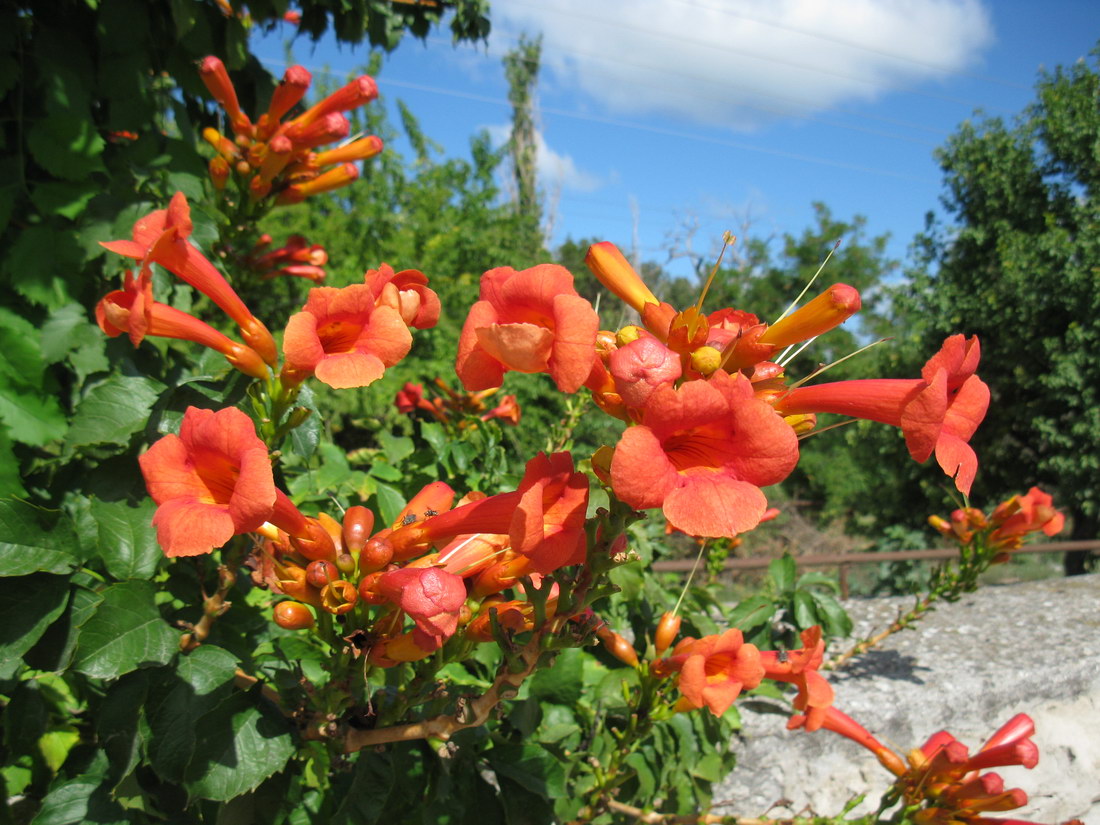 Изображение особи Campsis radicans.