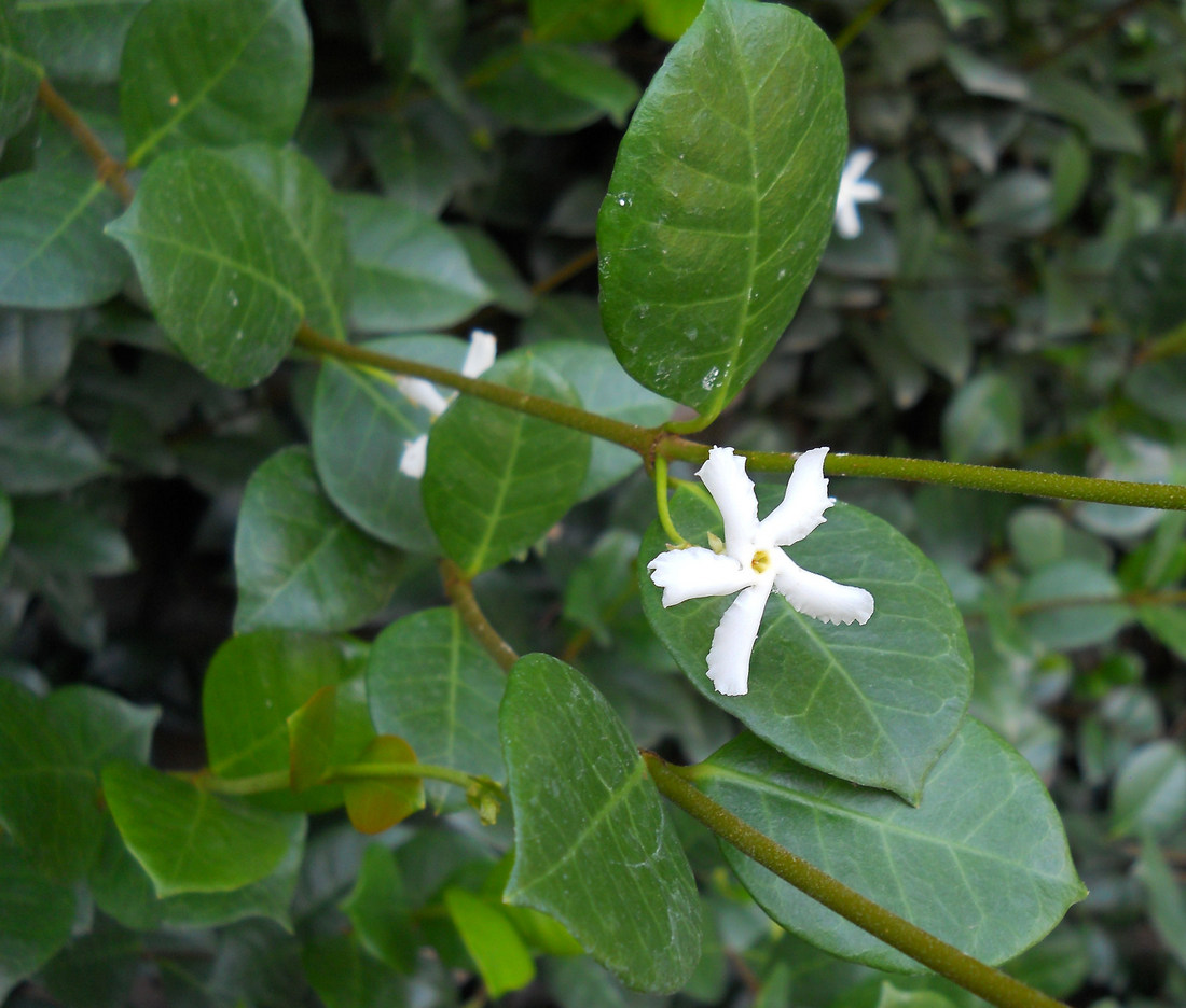 Изображение особи Trachelospermum jasminoides.