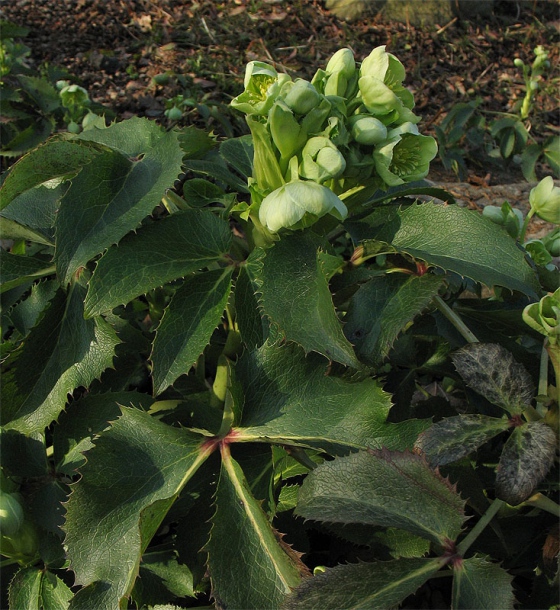 Image of Helleborus argutifolius specimen.