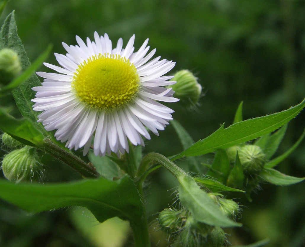 Изображение особи Erigeron annuus ssp. lilacinus.