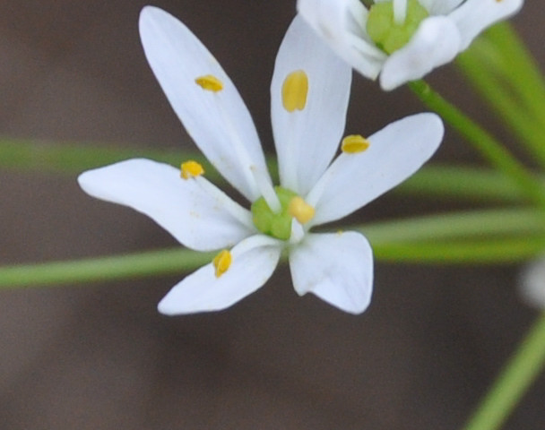 Изображение особи Allium subhirsutum.