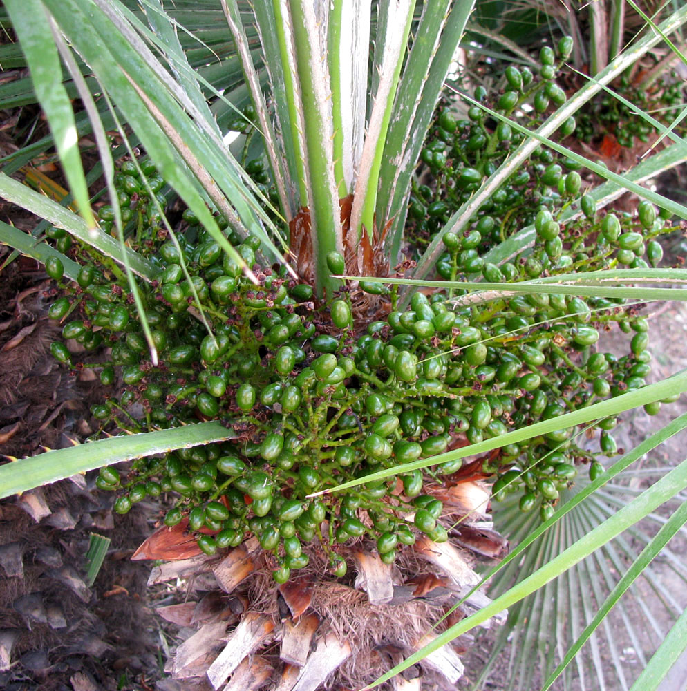 Image of Chamaerops humilis specimen.