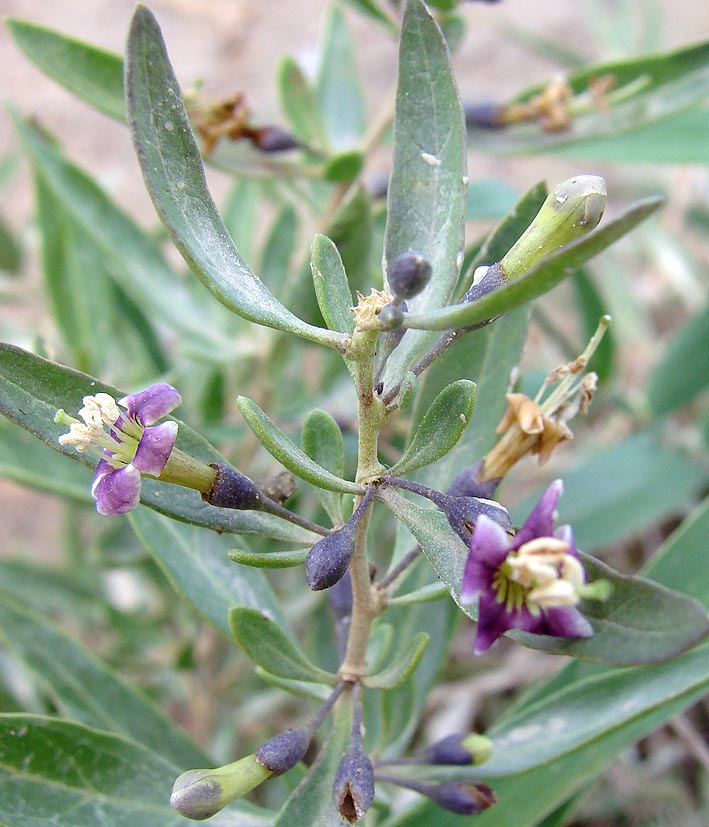 Image of genus Lycium specimen.